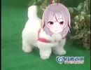 愛犬ロボ「ニナ」