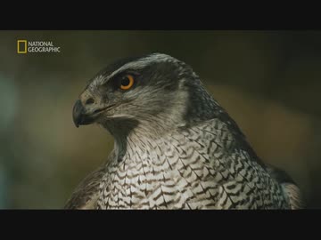朝鮮半島のフレンズ「自然と人との調和」