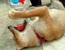 柴犬酒豪伝説