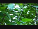 風見芳明
