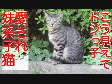 公園のメス子猫、愛すべきドジっ子っぷりを披露する