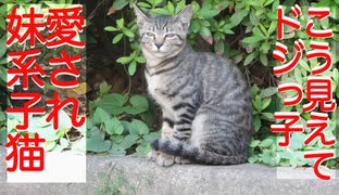 公園のメス子猫、愛すべきドジっ子っぷりを披露する