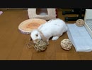 うさぎさんにおもちゃをあげてみた