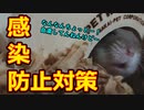活動自粛中のハムスター Hamsters who are self-restraint.  #63【ハムスター物語】