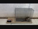 ホモと学ぶネズミトラップ.mijime