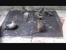 ホモと学ぶネズミトラップ.simple4