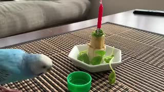 1歳のお誕生日を祝われるインコ