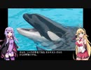 結月ゆかりとアクアリウム夜話　第17夜
