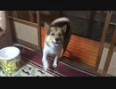 遊んで！尻で誘惑してくる犬　日替わりワンタ【犬癒し】