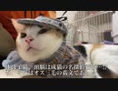 オス三毛猫、呪縛をかけられて成長が止まる