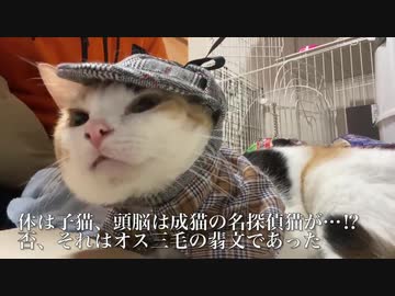 オス三毛猫、呪縛をかけられて成長が止まる