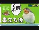 0714【ツバメの幼鳥】カルガモ親子、菜の花食カワラヒワ、キセキレイ捕食、マルガモ、アブラゼミ【今日撮り野鳥動画まとめ】身近な生き物語