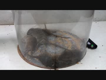 ホモと学ぶネズミトラップ.Necro Dance