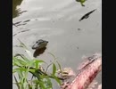 子鰐死回転