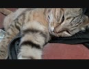 グロッキーなタタルさん　＃174