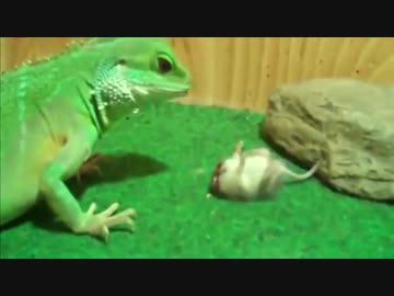 ホモと学ぶネズミvsチャイニーズウォータードラゴン.kubichonpa