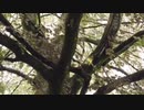 風見芳明
