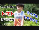 【パパと一緒に】トマト育ててみた part13【大収穫祭】