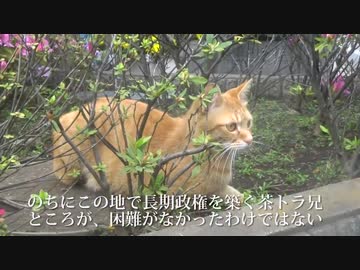 最強に人懐こい茶トラ猫、ボス猫修行をする