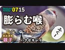0715【雨の中のキジバト】カルガモ親子、ハクセキレイ、ヒグラシの鳴き声【今日撮り野鳥動画まとめ】身近な生き物語