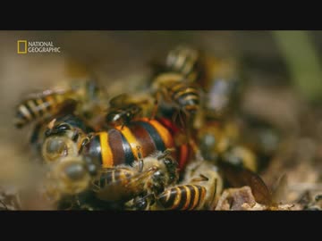 朝鮮半島のフレンズ「非武装地帯の野生動物」