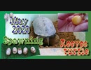 【クサガメ産卵】産卵したよ!!2020年5月[Turtle spawning] Reeves turtle