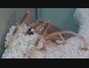 ［閲覧注意!］再編集　ヒヨケムシの巣作り(Solifugae sp.)