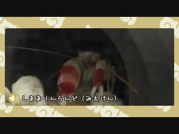 【剣盾】水族館パでワイワイバトル：15【ダブルカジュアル】