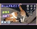 引き取ろうとしていた猫を探していたら〇〇していた【野良猫の保護まであと1日】