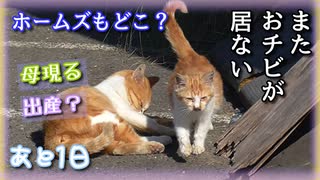 引き取ろうとしていた猫を探していたら〇〇していた【野良猫の保護まであと1日】