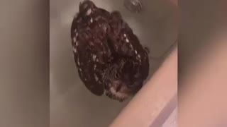 お風呂にダイブした悲劇のフクロウ