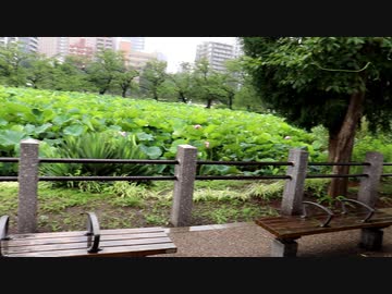 シャカの花