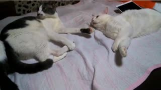 白猫の左手を完全に見切った猫UC