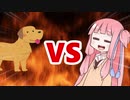 茜ちゃんVS大型犬