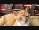虎猫お昼のうたた寝