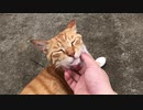 おもむろに転がる虎猫