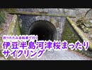 【ミニベロ】伊豆半島河津桜まったりサイクリング【ポタリング】