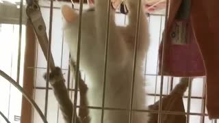 猫じゃらし