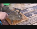 ホモと学ぶウサギvs人間.eyeball