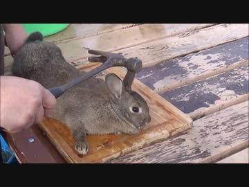 ホモと学ぶウサギvs人間.eyeball