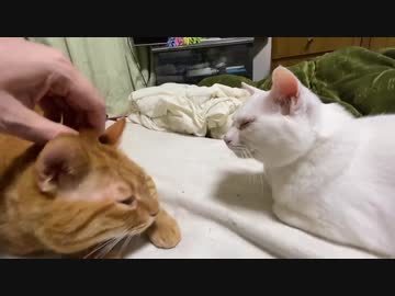 保護された白い珍獣(猫)、先住猫に愛情の恩返しをする