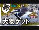 0716【ハクセキレイのアブ捕食】迷子のカルガモ親子、オナガ家族、猛禽類ツミ幼鳥、虫の幼虫など【今日撮り野鳥動画まとめ】身近な生き物語