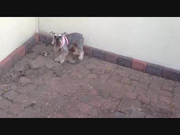 ミニチュア・シュナウザーのオポッサム狩り？
