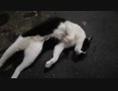 猫 またお前か