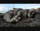 夕涼みがてら寝てる I sleep while cooling in the evening