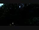 虫の鳴き声20200717【作業用BGM】