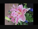 ２０２０年７月１５日　ho散歩