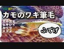 0717【雨中のカルガモ親子】カモの脇チラ筆毛、スズメ幼鳥、コサギ、トウキョウヒメハンミョウ【今日撮り野鳥動画まとめ】身近な生き物語