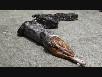 ホモと学ぶ猫vsヘビvs人間.mitsudomoe