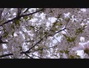 【Cover】卒業式【Rana、音街ウナ、初音ミク、GUMI】